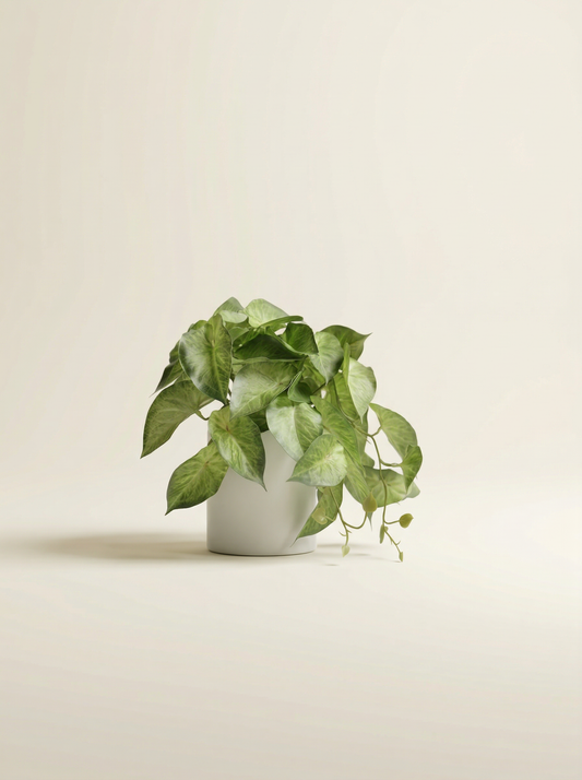 Faux Greenery - The Nook